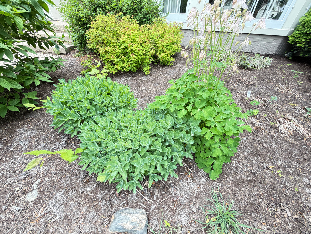 Mature Sedum (Autumn Joy) Landscape Perennial