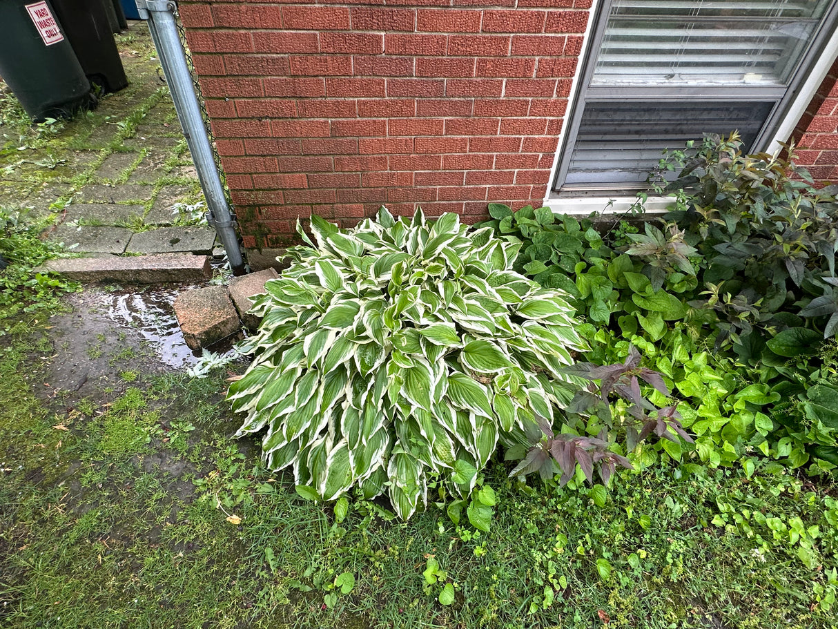 Large Variegated Hosta Plant
