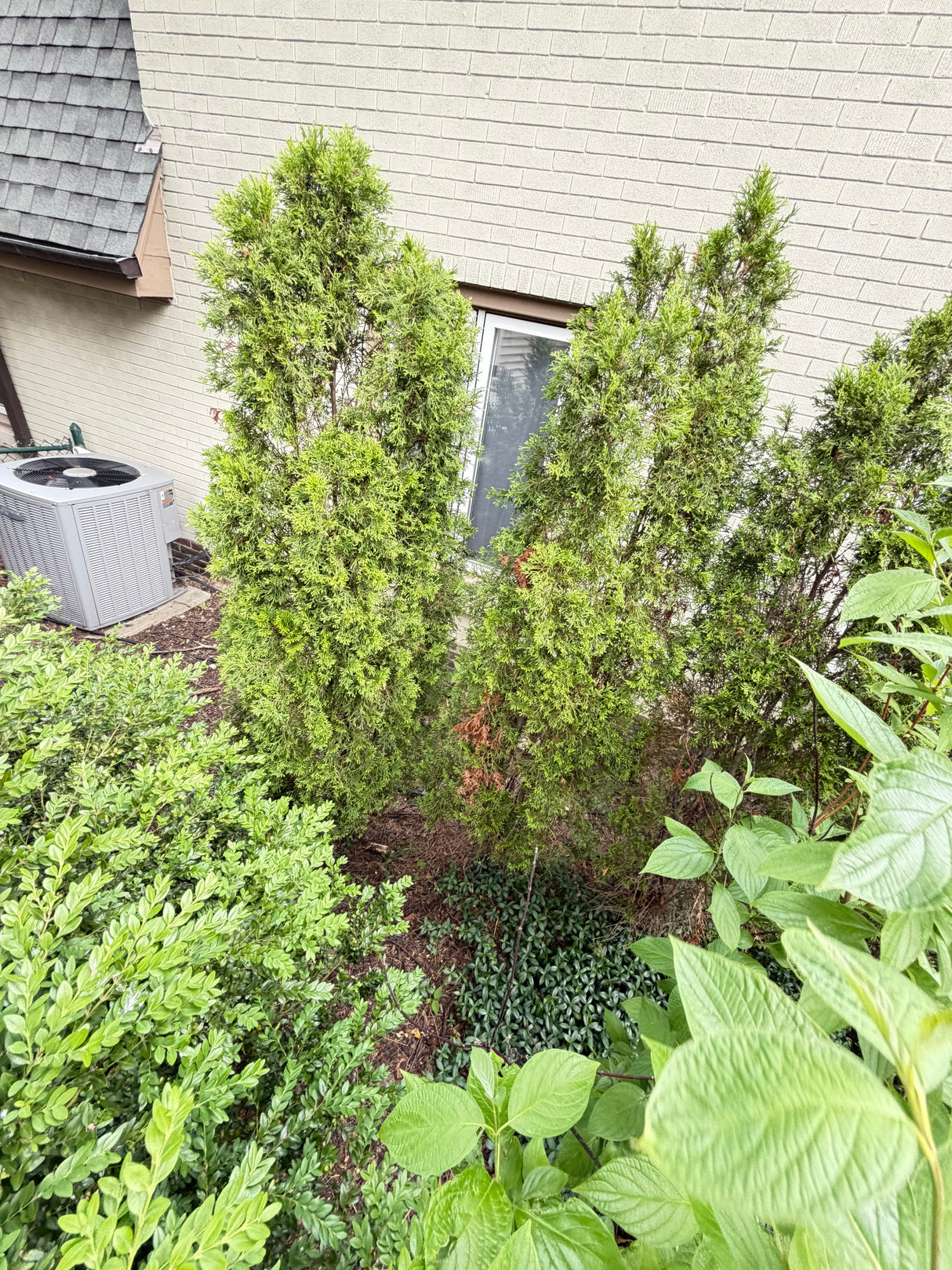 Mature Arborvitae Privacy Trees (3 Available)