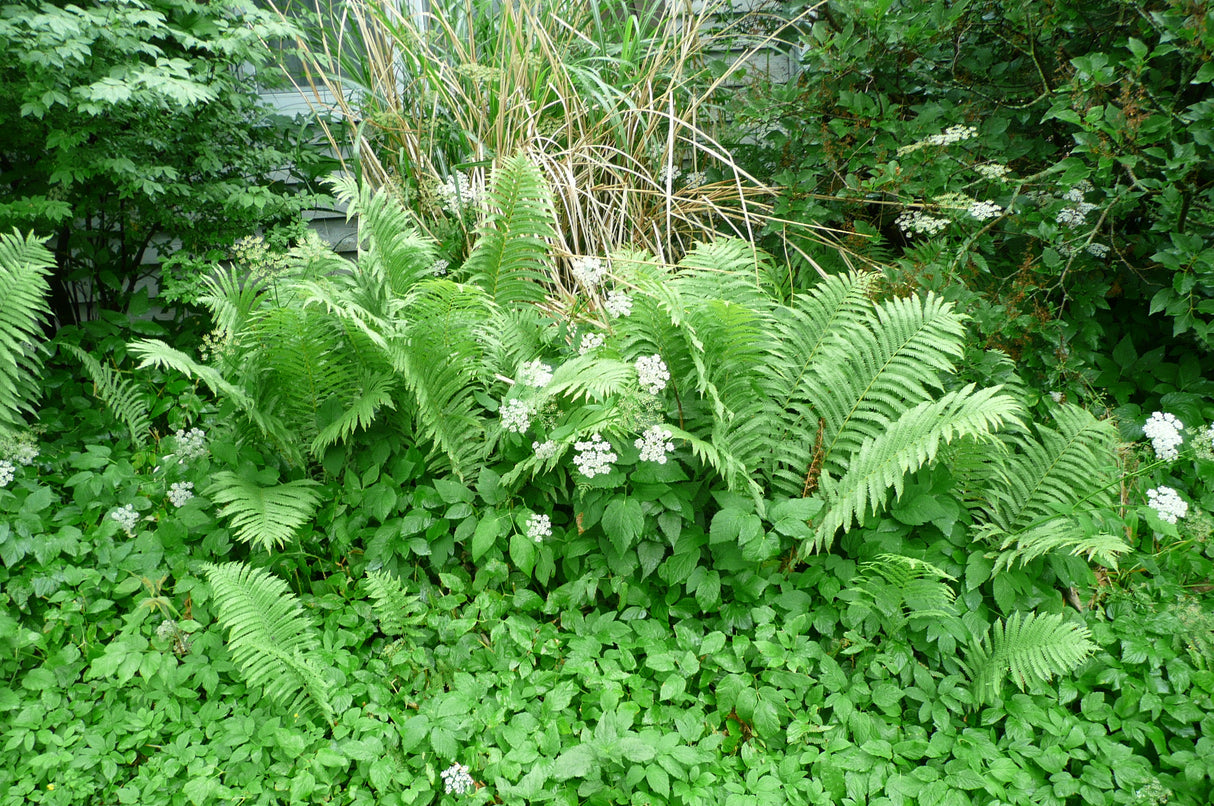 Ferns