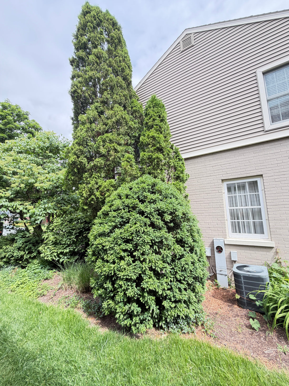 Mature Evergreen Privacy Tree Collection