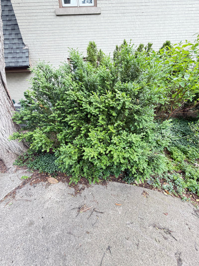 Large Mature Evergreen Landscape Shrub