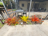 Tropical Bromeliad Landscaping Collection – Bundle