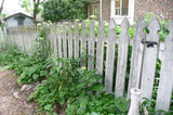 Cedar French Gothic Fence