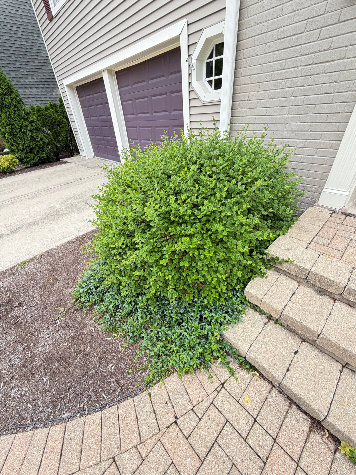 Mature Landscape Shrub – Established Foundation Planting