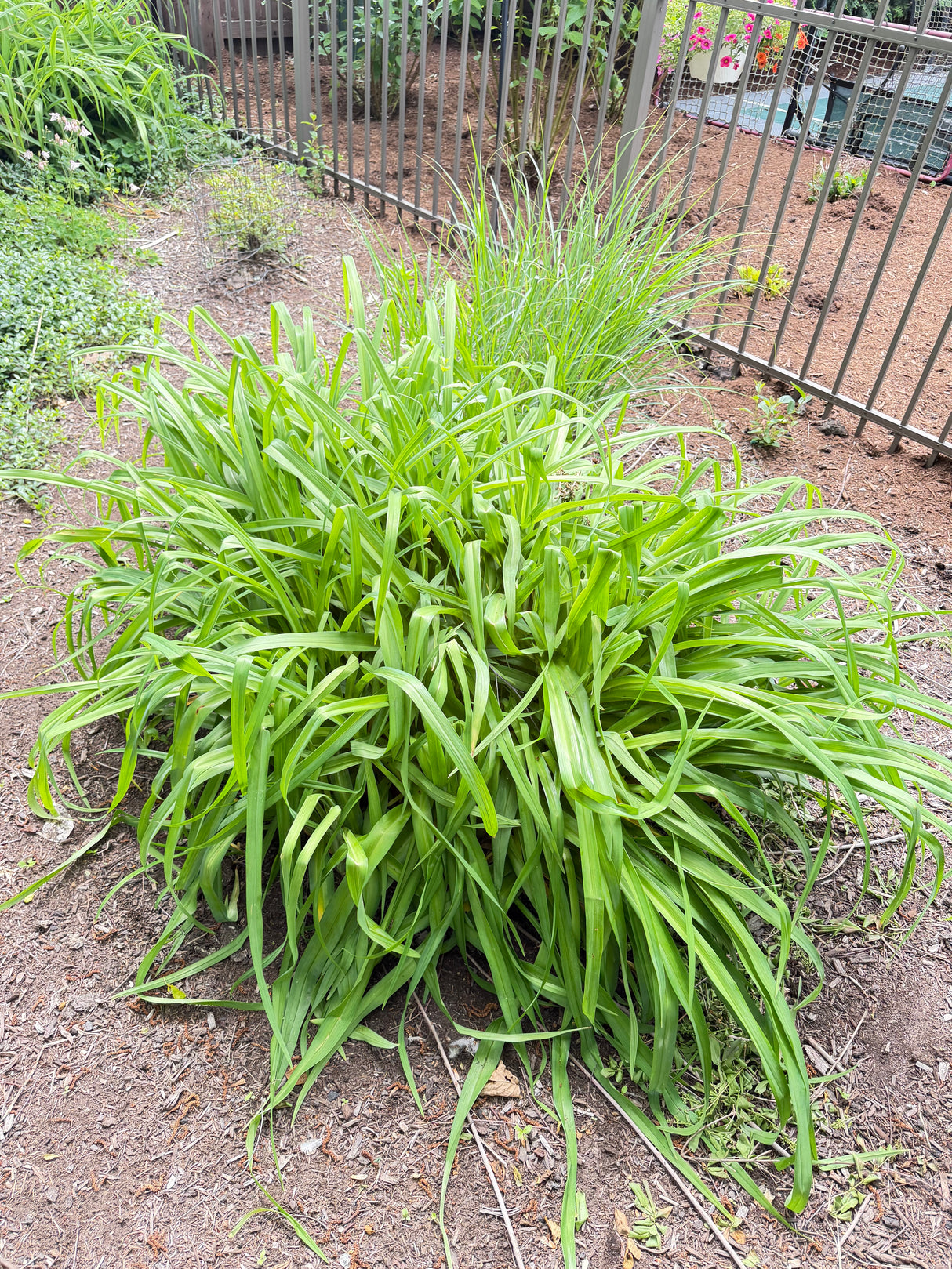 Large Daylily Clump (Perennial Landscape Plant)