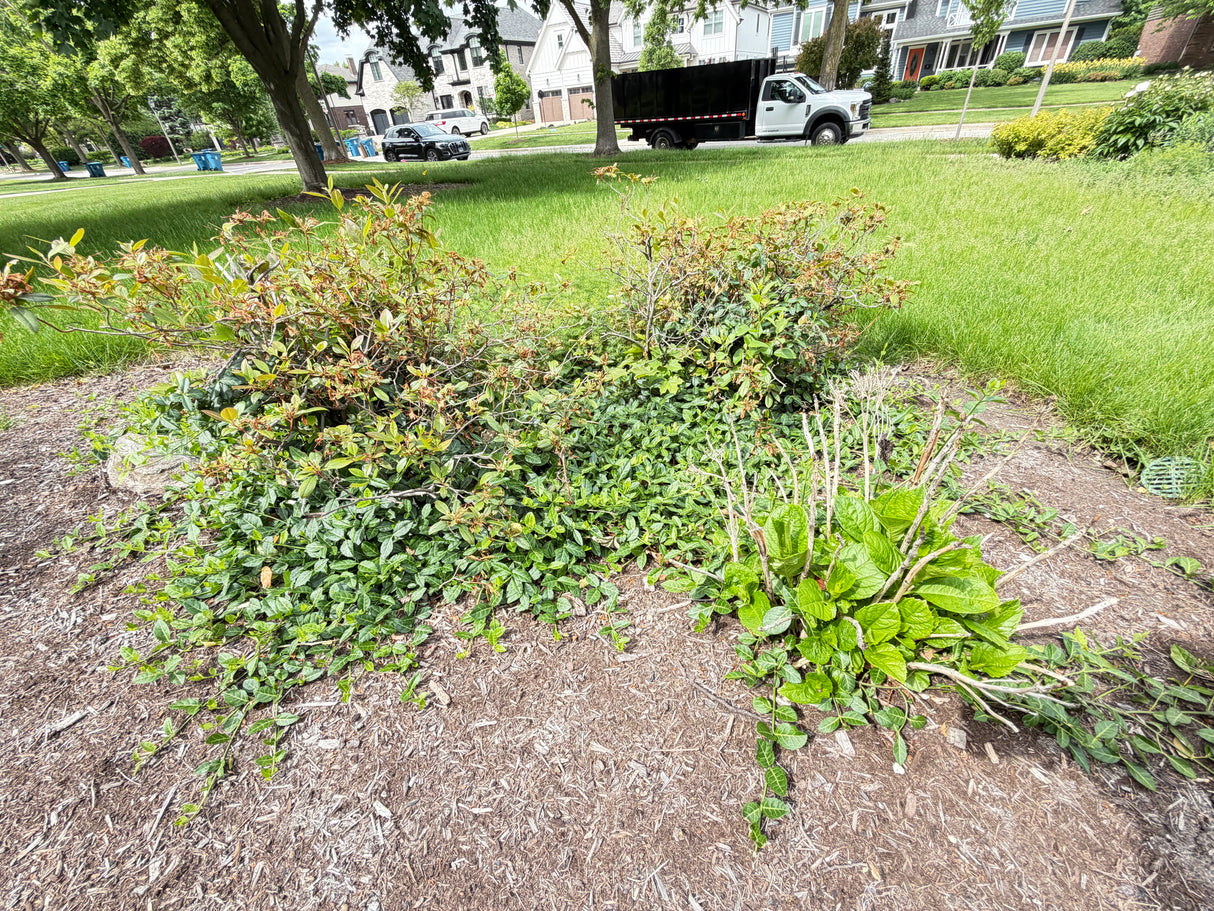 Mixed Landscape Plant Bundle
