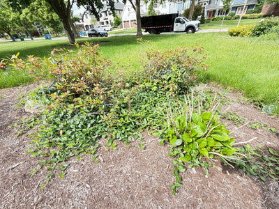 Mixed Landscape Plant Bundle