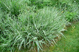 Everest Shade Grass