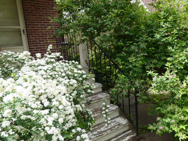 Wrought Iron Railing