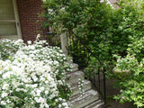Wrought Iron Railing