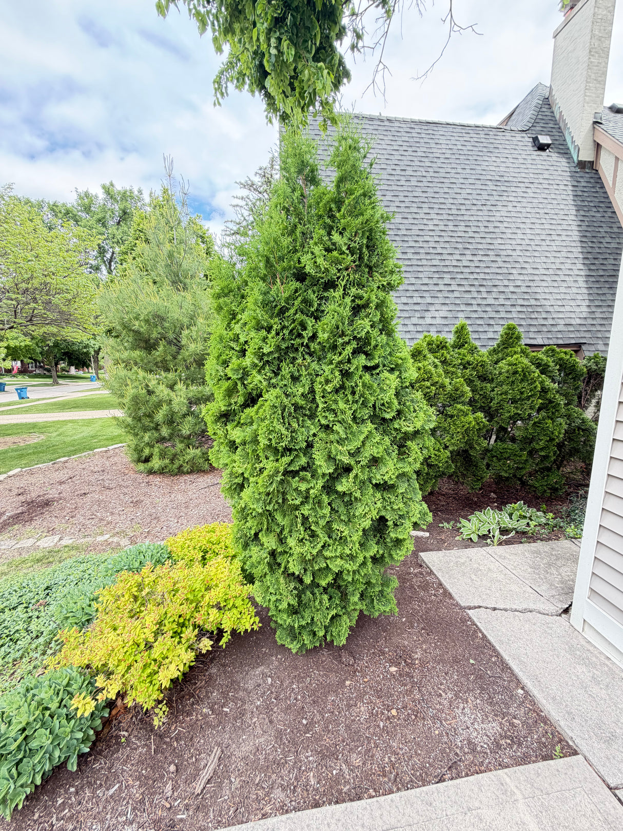 Large Mature Arborvitae Privacy Tree