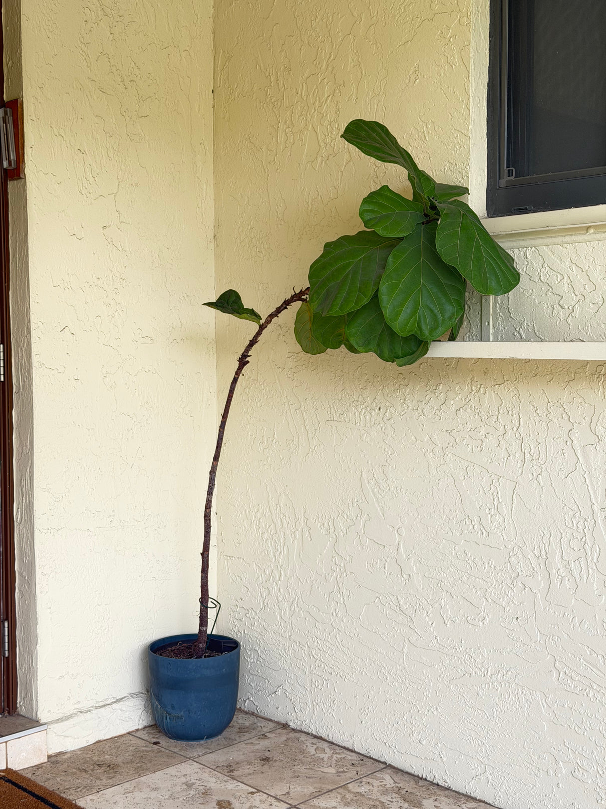 Large Fiddle Leaf Fig Tree in Decorative Pot