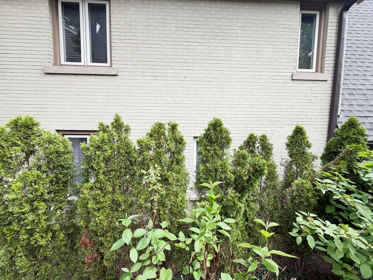 Mature Arborvitae Privacy Hedge (7 Trees Available)