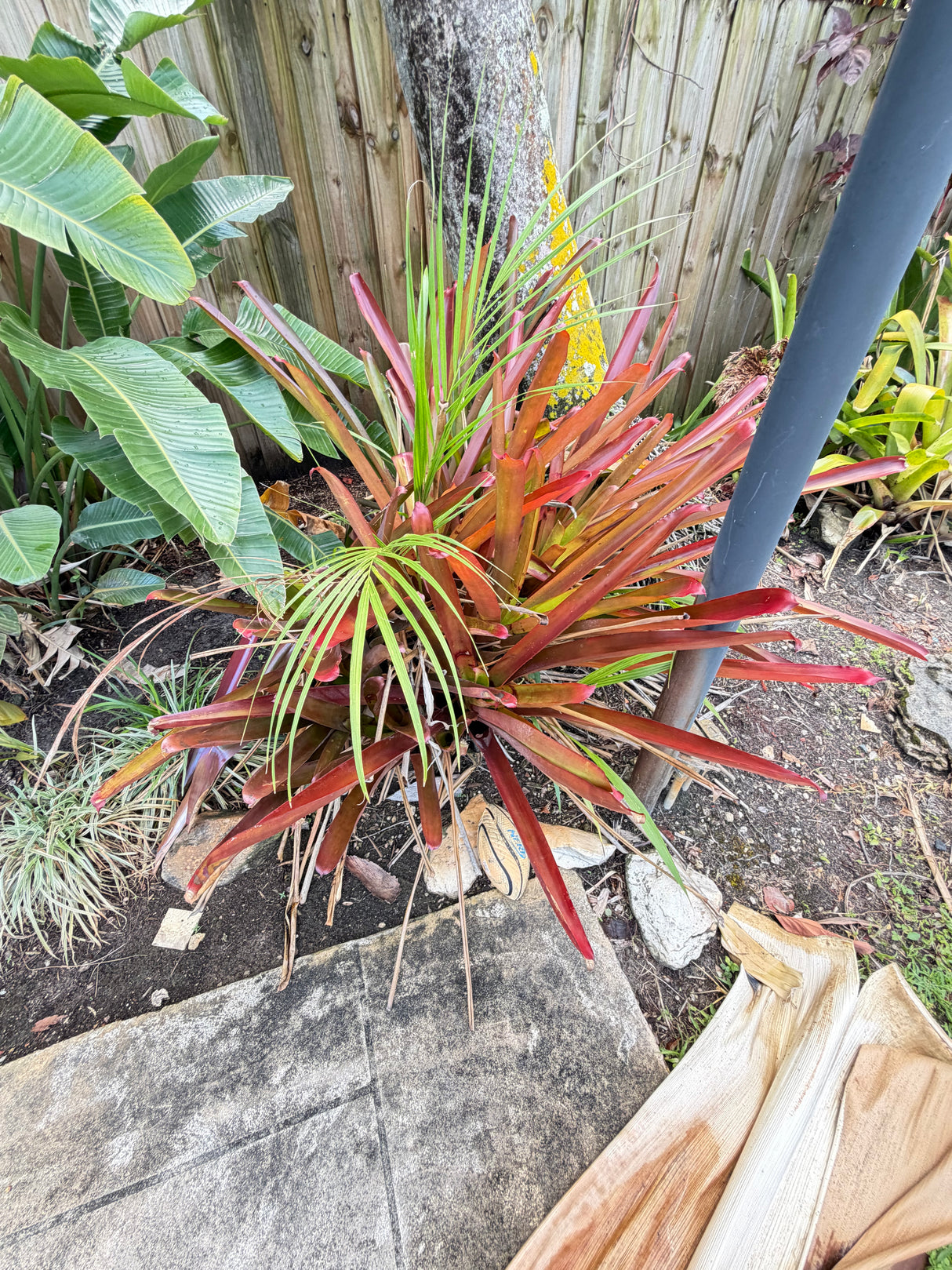 Tropical Bromeliad Landscaping Collection – Bundle
