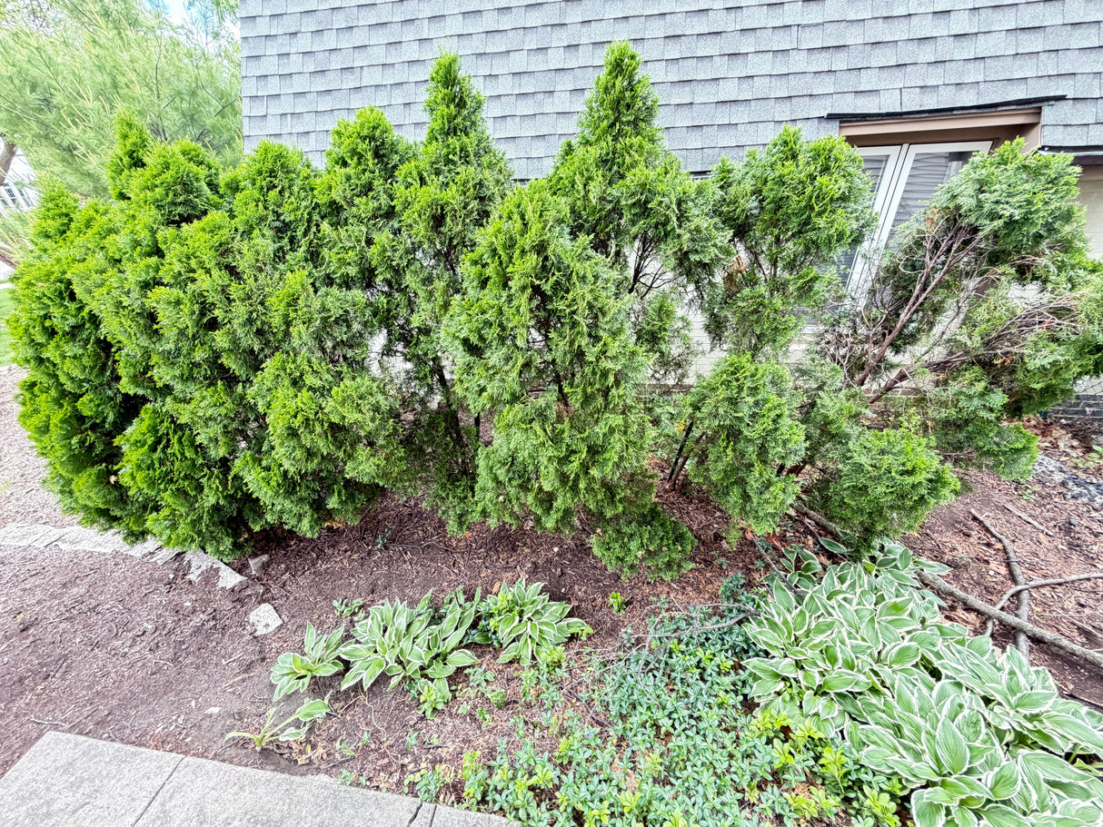 Mature Evergreen Privacy Shrub Group (3 Shrubs)