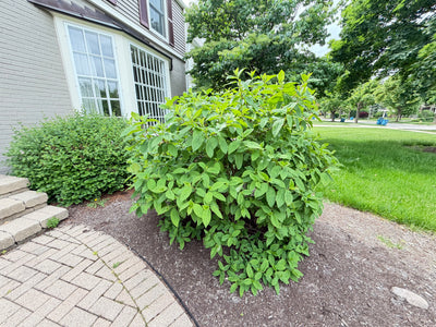 Large Mature Hydrangea Shrub